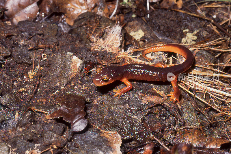 黄眼蝾螈，Ensatina escholtzii